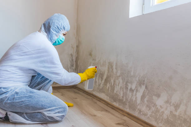Licensed Mold Remediation service in Frisco, TX - WQB Mold Removal